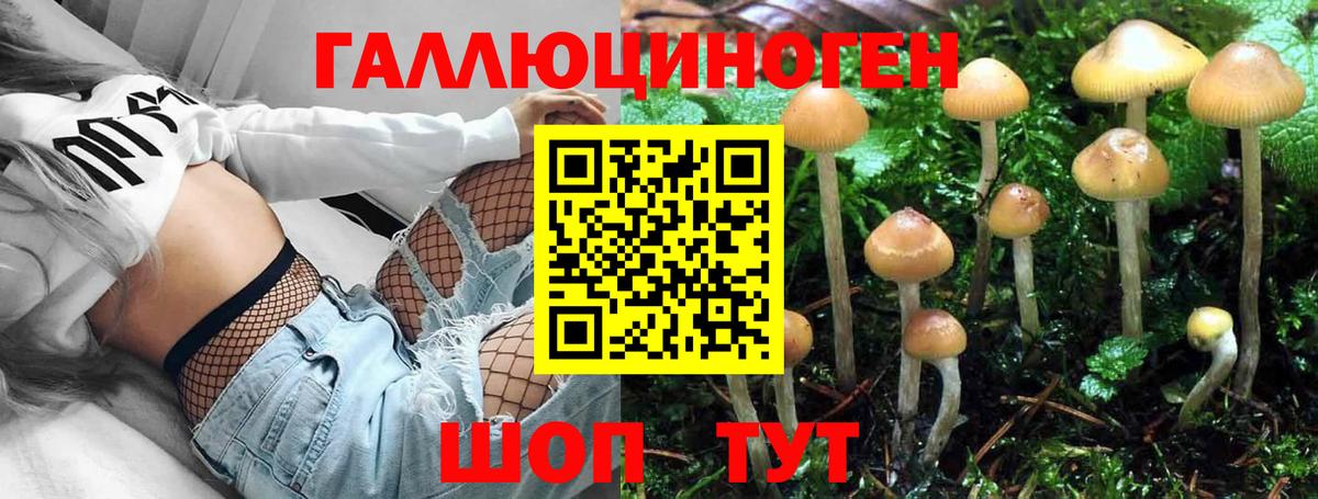 Чернушка  Псилоцибиновые грибы Psilocybe  Вход с VPN 